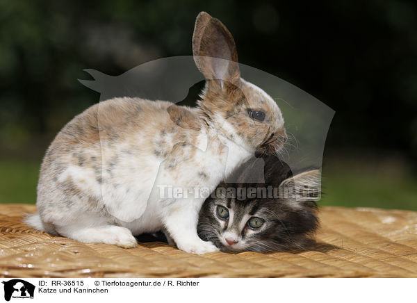 Katze und Kaninchen / kitten and rabbit / RR-36515
