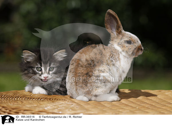 Katze und Kaninchen / kitten and rabbit / RR-36516