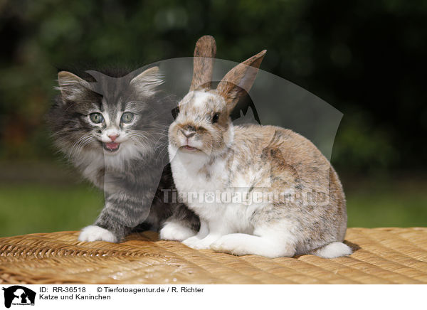 Katze und Kaninchen / kitten and rabbit / RR-36518
