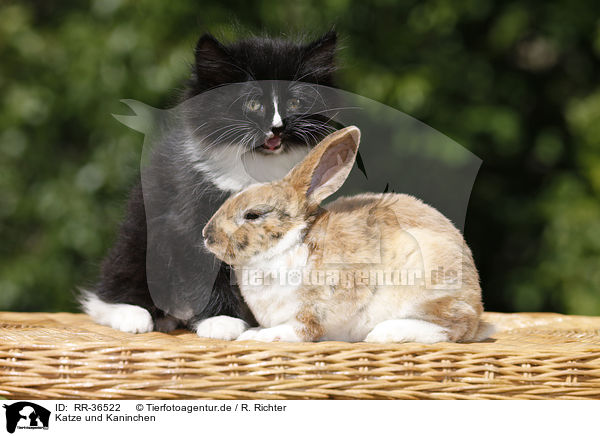 Katze und Kaninchen / kitten and rabbit / RR-36522