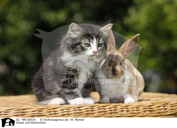 Katze und Kaninchen / kitten and rabbit / RR-36530
