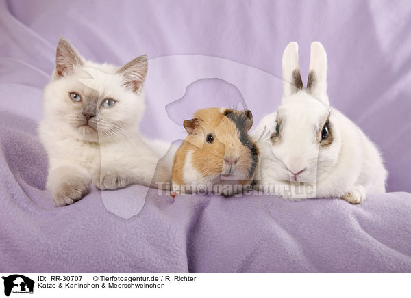 Katze & Kaninchen & Meerschweinchen / cat, bunny and guinea pig / RR-30707