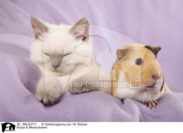 Katze & Meerschwein / kitten and guinea pig / RR-30711