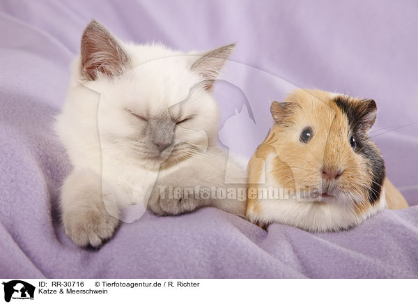 Katze & Meerschwein / kitten and guinea pig / RR-30716