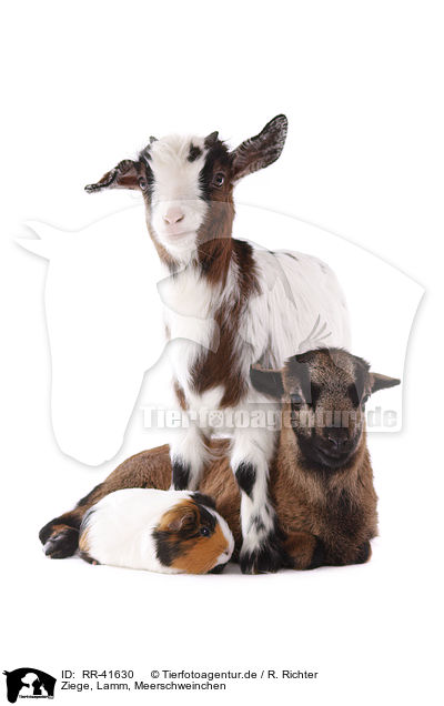 Ziege, Lamm, Meerschweinchen / goat, lamb, guinea pig / RR-41630