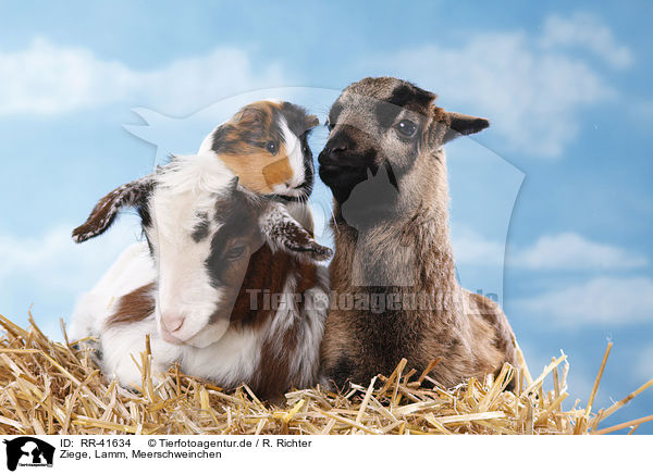 Ziege, Lamm, Meerschweinchen / goat, lamb, guinea pig / RR-41634