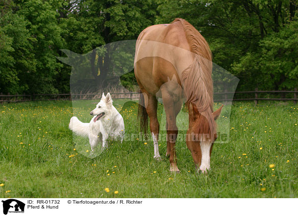 Pferd & Hund / RR-01732