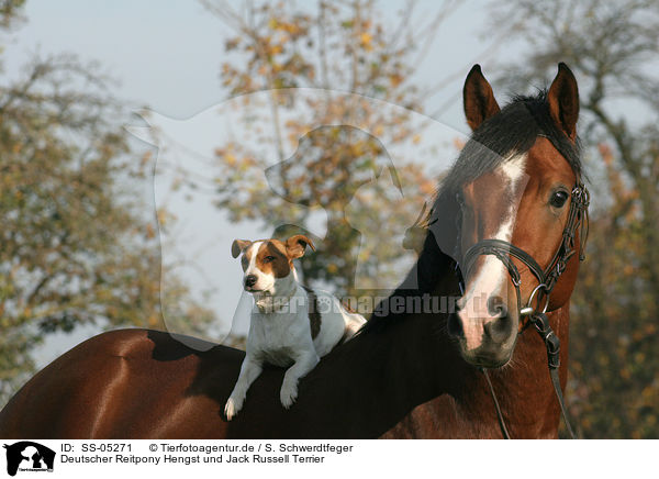 Deutscher Reitpony Hengst und Jack Russell Terrier / SS-05271