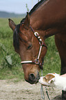 Pferd und Hund