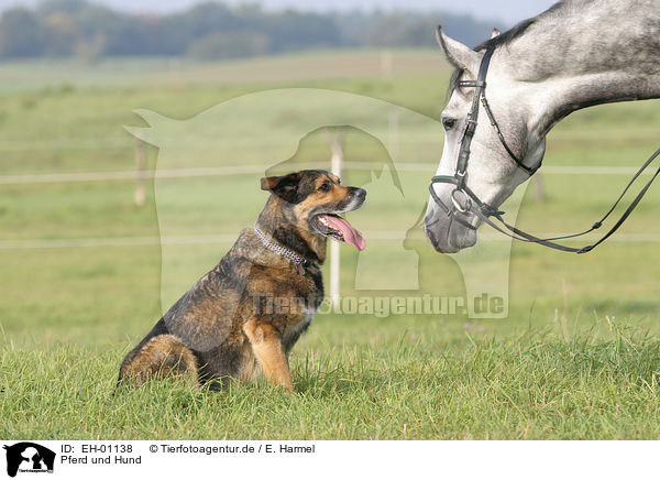 Pferd und Hund / horse and dog / EH-01138