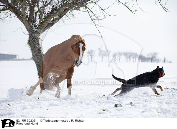 Pferd und Hund / horse and dog / RR-50235