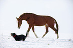 Pferd und Hund