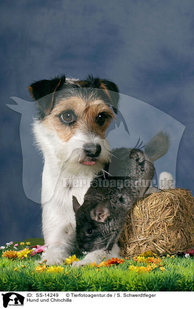 Hund und Chinchilla / dog and chinchilla / SS-14249