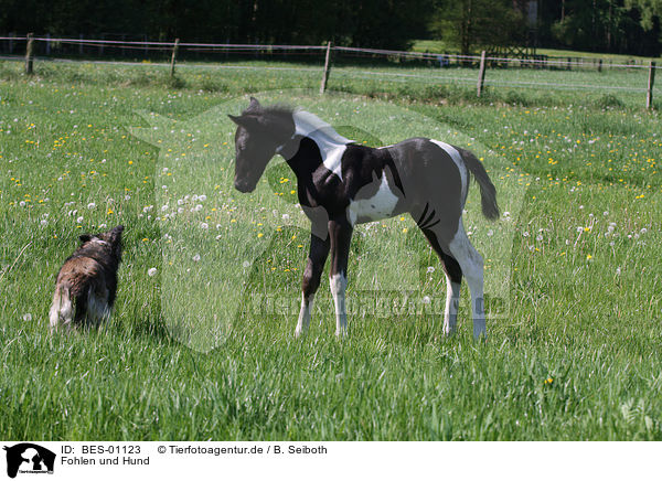 Fohlen und Hund / foal and dog / BES-01123