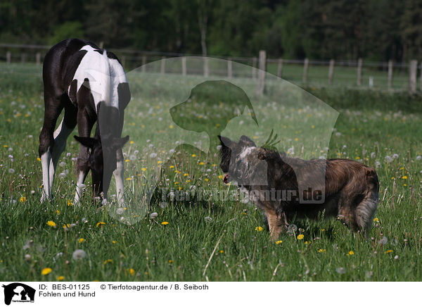 Fohlen und Hund / foal and dog / BES-01125