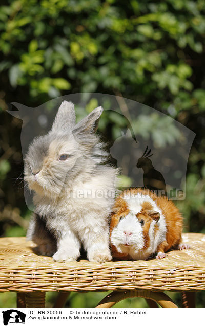 Zwergkaninchen & Meerschweinchen / pygmy bunny and guinea pig / RR-30056