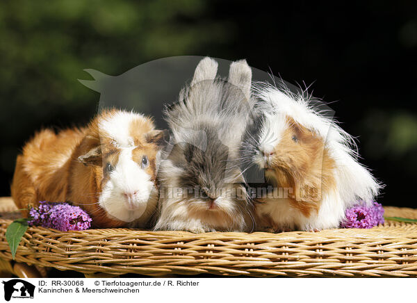 Kaninchen & Meerschweinchen / pygmy bunny and guinea pigs / RR-30068