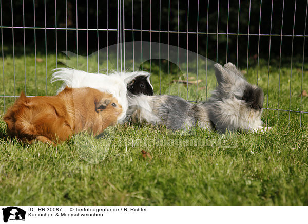 Kaninchen & Meerschweinchen / pygmy bunny and guinea pigs / RR-30087