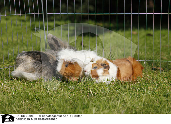 Kaninchen & Meerschweinchen / pygmy bunny and guinea pigs / RR-30089