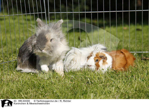 Kaninchen & Meerschweinchen / pygmy bunny and guinea pigs / RR-30090