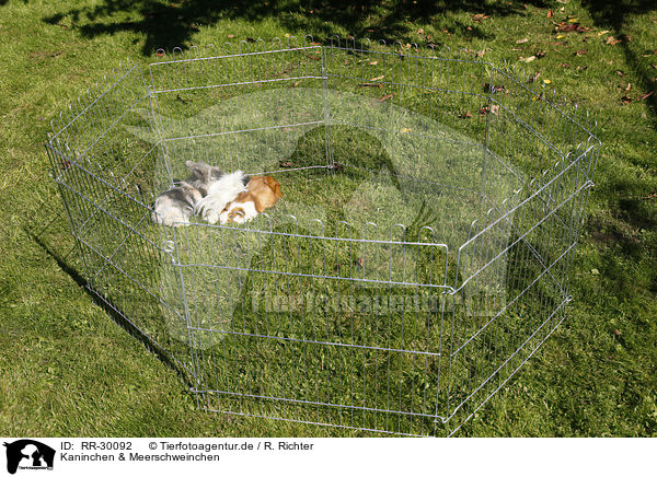 Kaninchen & Meerschweinchen / pygmy bunny and guinea pigs / RR-30092