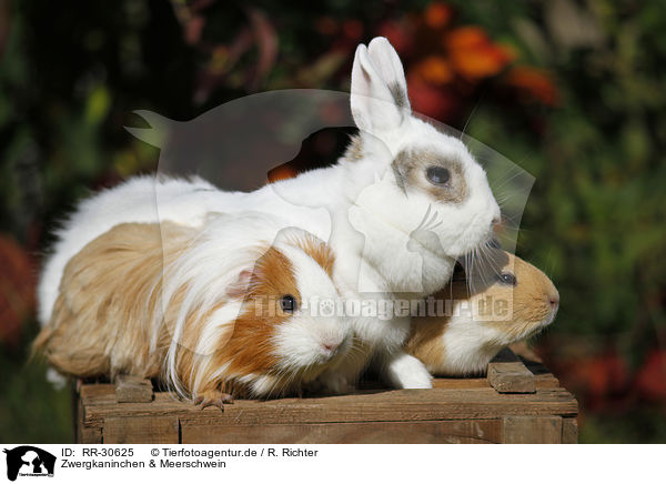 Zwergkaninchen & Meerschwein / RR-30625