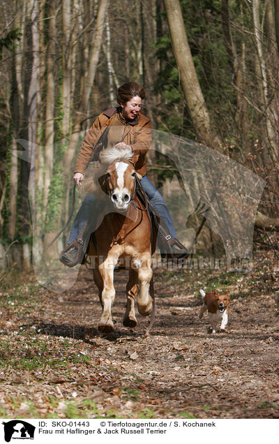 Frau mit Haflinger & Jack Russell Terrier / SKO-01443