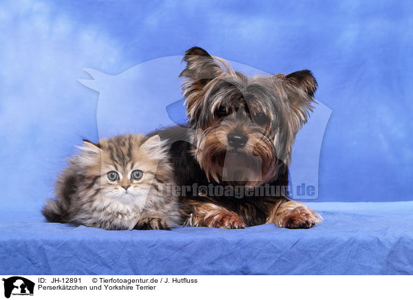 Perserktzchen und Yorkshire Terrier / Persian kitten and Yorkshire Terrier / JH-12891