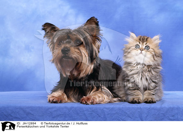 Perserktzchen und Yorkshire Terrier / Persian kitten and Yorkshire Terrier / JH-12894
