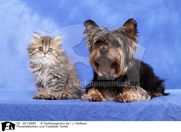 Perserktzchen und Yorkshire Terrier / Persian kitten and Yorkshire Terrier / JH-12895