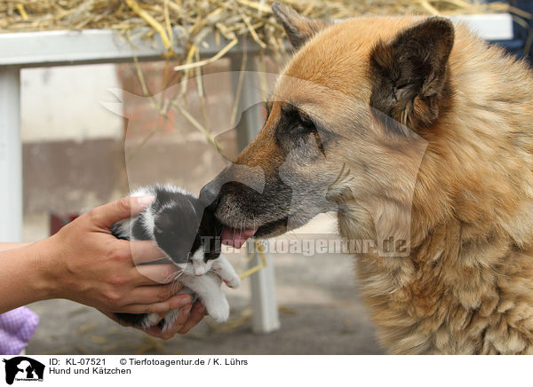 Hund und Ktzchen / dog and kitten / KL-07521