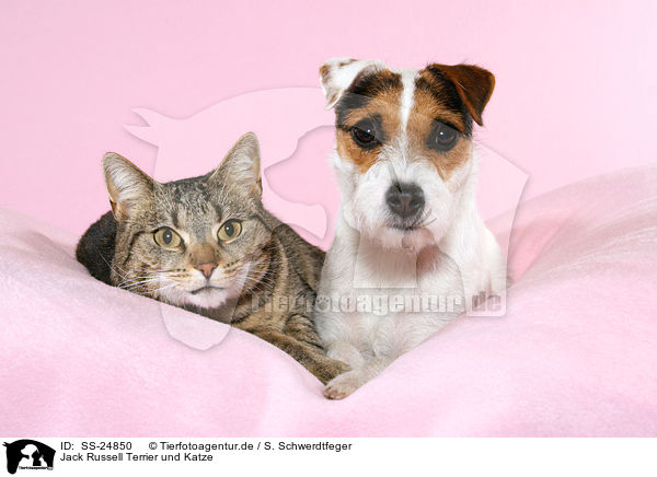 Jack Russell Terrier und Katze / SS-24850