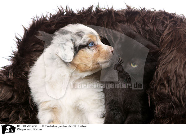 Welpe und Katze / puppy and cat / KL-08206