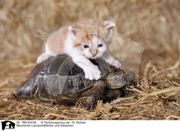 Maurische Landschildkrte und Ktzchen / spur-thighed tortoise kitten / RR-42438
