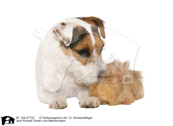 Parson Russell Terrier und Meerschwein / Parson Russell Terrier and guinea pig / SS-27721