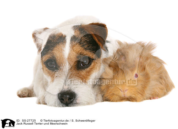 Parson Russell Terrier und Meerschwein / Parson Russell Terrier and guinea pig / SS-27725