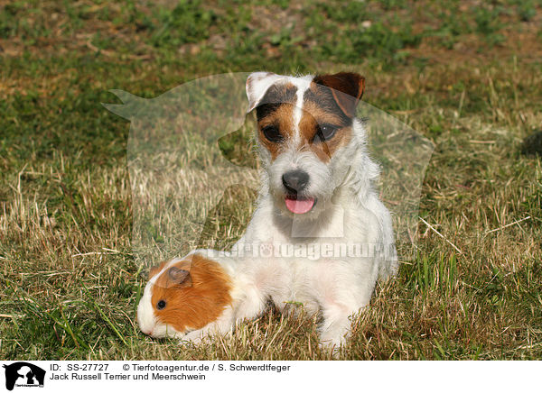 Jack Russell Terrier und Meerschwein / SS-27727