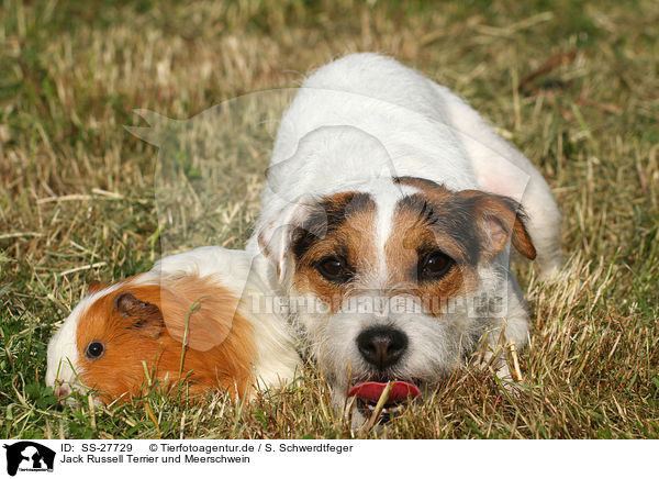 Jack Russell Terrier und Meerschwein / SS-27729