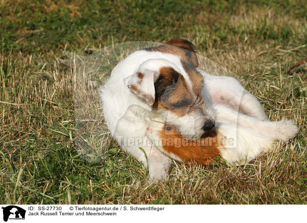 Jack Russell Terrier und Meerschwein / SS-27730