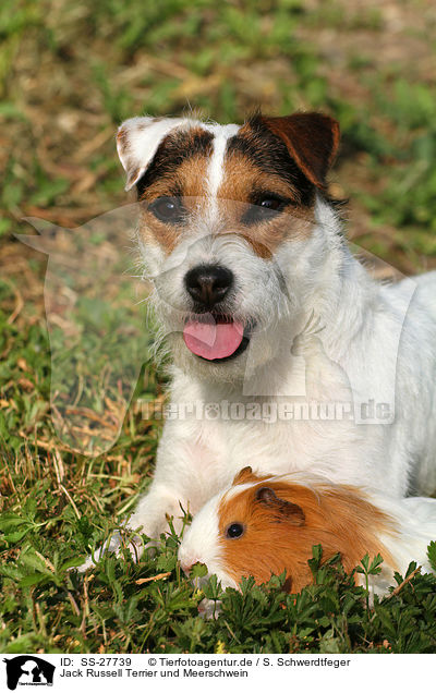 Jack Russell Terrier und Meerschwein / SS-27739