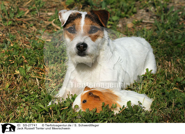 Jack Russell Terrier und Meerschwein / SS-27741