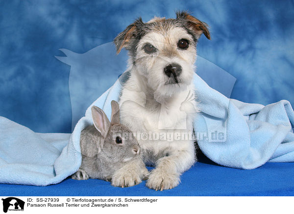 Parsaon Russell Terrier und Zwergkaninchen / Parson Russell Terrier and pygmy rabbit / SS-27939