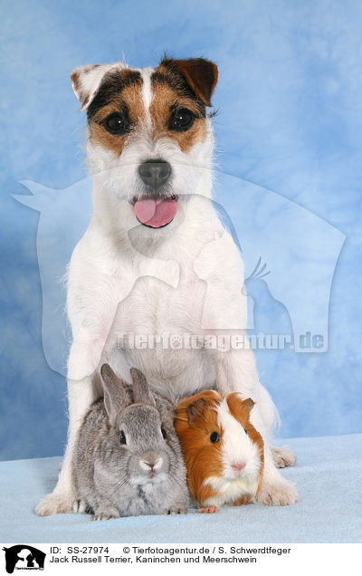 Jack Russell Terrier, Kaninchen und Meerschwein / SS-27974