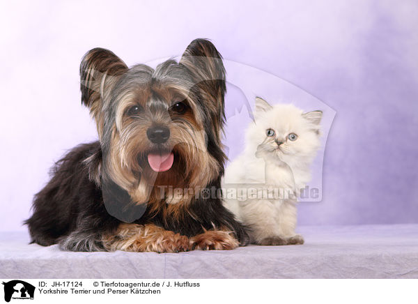 Yorkshire Terrier und Perser Ktzchen / Yorkshire Terrier an persian kitten / JH-17124