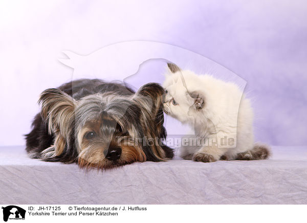 Yorkshire Terrier und Perser Ktzchen / Yorkshire Terrier an persian kitten / JH-17125