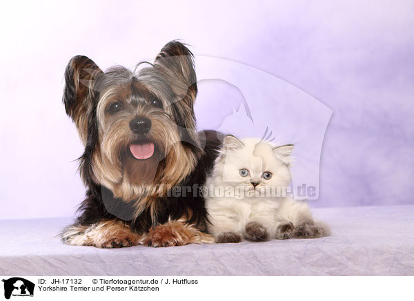 Yorkshire Terrier und Perser Ktzchen / Yorkshire Terrier an persian kitten / JH-17132