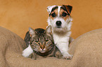 Jack Russell Terrier und Katze