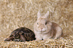 Maurische Landschildkrte und Lwenkpfchen