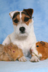 Jack Russell Terrier und Meerschweine