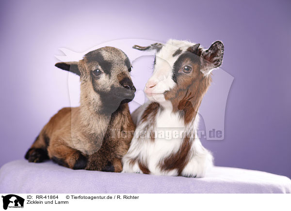 Zicklein und Lamm / yeanling goat and yeanling lamb / RR-41864